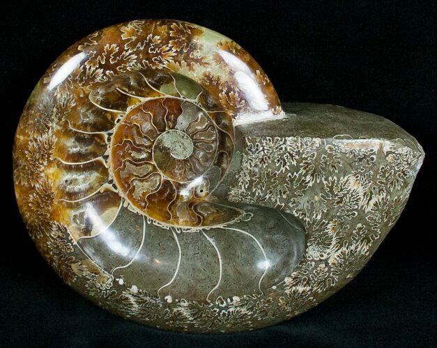 Wide Polished Ammonite Dish #7010